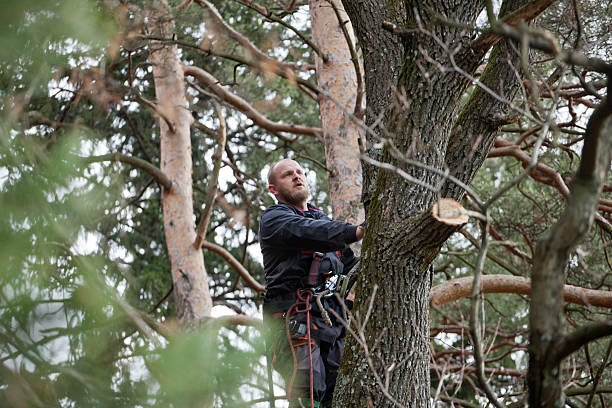 Best Commercial Tree Services  in Lake Shastina, CA